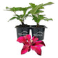 Clematis Huvi - Live Starter Plants in 2 Inch Growers Pots - Starter Plants Ready for The Garden - Beautiful Scarlet Flowering Vine