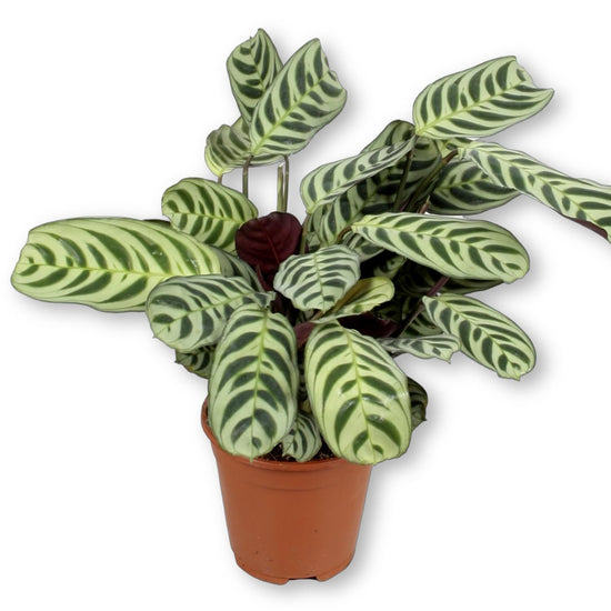 Calathea Burle Marx - Live Plant in a 6 Inch Pot - Calathea Burlemarmii - Beautiful and Elegant Indoor Houseplants from The Nursery