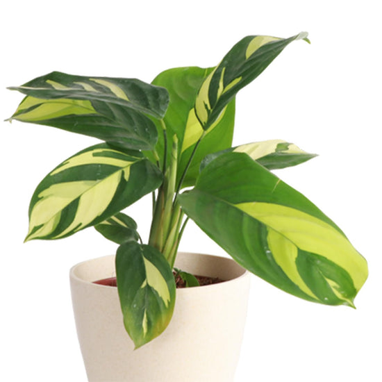 Calathea Pilosa - Live Plant in a 6 Inch Growers Pot - Calathea Ctenanthe &