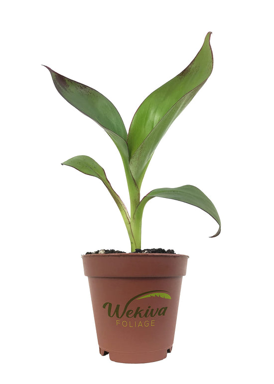 Red Abyssinian Banana Tree - Live Starter Plant - Ensete Maurelii - Ornamental Fruit Tree for The Patio and Garden