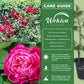 Louis Philippe Rose Bush - Live Starter Plants in 2 Inch Growers Pots - Beautifully Fragrant Florida Rose - A Versatile Heirloom Rose with a Rich Fragrance