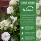 Clematis Duchess of Edinburgh - Live Starter Plants in 2 Inch Growers Pots - Starter Plants Ready for The Garden - Beautiful White Bloom Flowering Vine