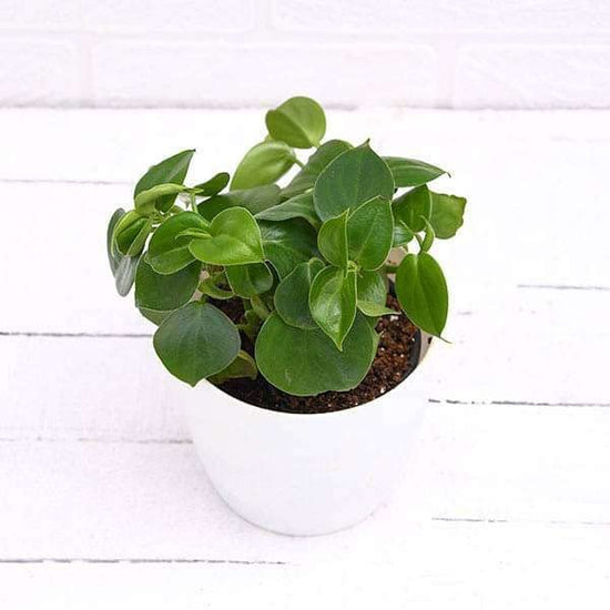 Peperomia Cupid - Live Plants in 4 Inch Growers Pots - Peperomia Scandens - Rare and Elegant Indoor Houseplant