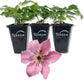 Clematis Sarah Elizabeth - Live Starter Plants in 2 Inch Growers Pots - Starter Plants Ready for The Garden - Rare Clematis for Collectors