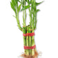 Lucky Indoor Bamboo for Perfection and Completeness - 10 Live Stalks - Ships Bare Root - Air Purifying Feng-Shui Zen Garden Houseplants