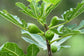 Fignomenal Fig Tree - 4 Live Starter Plants in 2 Inch Grower&