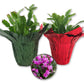 Christmas Cactus in Festive Holiday Cover 2-Pack - 2 Live Plants in 4 Inch Pots - Schlumbergera Bridgesii - Beautiful Indoor Tropical Succulent Decor