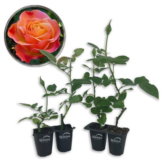 Colorific Rose Bush - Live Starter Plants in 2 Inch Growers Pots - Beautifully Fragrant Floribunda Rose - A Versatile Beauty with a Rich Fragrance