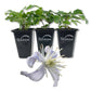 Clematis Heracleifolia - Live Starter Plants in 2 Inch Growers Pots - Starter Plants Ready for The Garden - Rare Clematis for Collectors