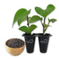 Black Pepper Plant - Live Starter Vines in 2 Inch Growers Pots - Piper Nigrum - Grow Your Own Spices in The Garden