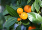 Calamondin Orange Tree - Panana Orange - Calamansi - Live Plants in 1 Gallon Pots - Florida Only - Cannot Ship Out of Florida - Beautiful Fruit Tree for Patio and Garden