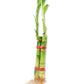 Lucky Indoor Bamboo for Love and Relationships - 2 Live Stalks - Ships Bare Root - Air Purifying Feng-Shui Zen Garden Houseplants