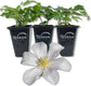 Clematis Huldine - Live Starter Plants in 2 Inch Growers Pots - Starter Plants Ready for The Garden - Rare Clematis for Collectors