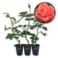 Cary Grant Rose Bush - Live Starter Plants in 2 Inch Pots - Beautifully Fragrant Hybrid Tea Rose from Florida - A Versatile Beauty with a Rich Fragrance