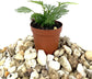 Mini Fairy Garden - Terrarium Fern Assortment - 6 Live Plants in 2 Inch Pots - Rare Ferns from Florida - Growers Choice Based On Health, Beauty and Availability