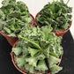 Crinkle Leaf Plant - Live Starter Plants in 2 Inch Growers Pots - Adromischus Cristatus - Rare and Decorative Compact Easy Care Succulent