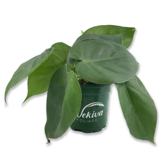 Cordatum Philodendron - Live Plant in an 8 Inch Pot - Rare and Elegant Indoor Houseplant