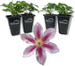 Clematis Piilu Little Duckling - Live Starter Plants in 2 Inch Growers Pots - Starter Plants Ready for The Garden - Beautiful Violet and Pink Flowering Vine