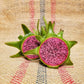 Dragon Fruit Tree - 4 Live Starter Plants - Hylocereous Undatus - Edible Tropical Fruit Plant from Florida