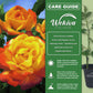 Rio Samba Rose Bush - Live Starter Plants in 2 Inch Pots - Beautifully Fragrant Heirloom Rose from Florida - A Versatile Beauty with a Rich Fragrance