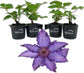 Clematis Marie Louise Jensen - Live Starter Plants in 2 Inch Growers Pots - Starter Plants Ready for The Garden - Beautiful Purple Blue Flowering Vine