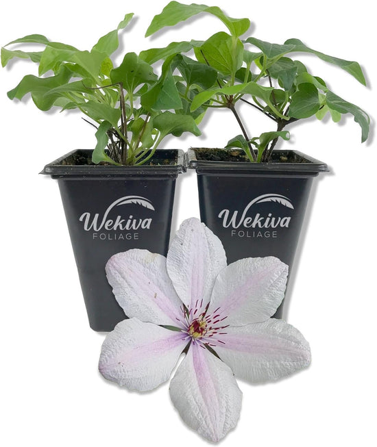 Clematis John Paul II - Live Starter Plants in 2 Inch Growers Pots - Starter Plants Ready for The Garden - Beautiful White and Pink Flowering Vine