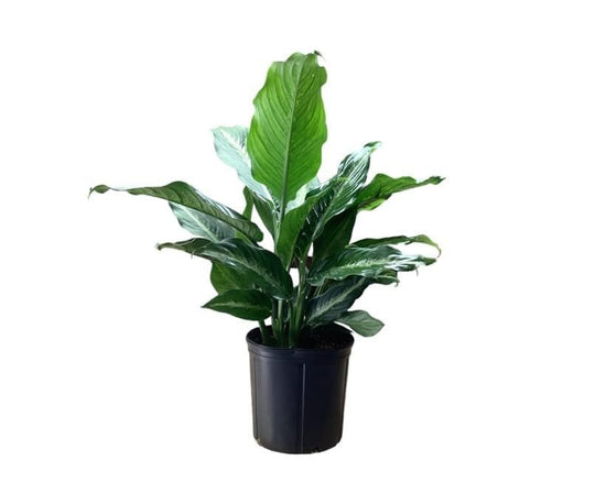 Dieffenbachia Cougar - Dumb Cane - Leopard Lily - Live Plant in a 4 Inch Growers Pot - Rare and Elegant Indoor Houseplant