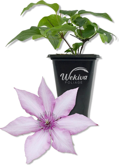 Clematis Giselle - Live Starter Plants in 2 Inch Growers Pots - Starter Plants Ready for The Garden - Rare Clematis for Collectors