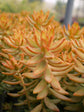 Copper Sedum Plant - Live Starter Plants in 2 Inch Growers Pots - Sedum Nussbaumerianum - Rare and Colorful Easy Care Succulent