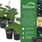 Blackberry Plant - 4 Live Starter Plants - Rubus - Fruit Trees for The Patio and Garden