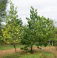 Pawpaw Tree - Live Tree in a 3 Gallon Pot - Asimina Triloba - Native Plant Tropical Fruit Bearing Tree for Your Edible Garden