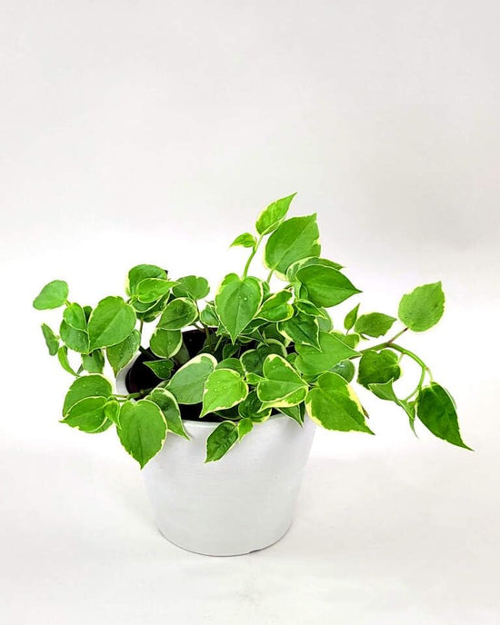 Peperomia Cupid Variegated - Live Plants in 4 Inch Growers Pots - Peperomia Scandens Variegata - Rare and Elegant Indoor Houseplant