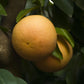 Rio Red Grapefruit Tree - Live Plant in a 5 Gallon Pot - 2-3 Feet Tall - Florida Only - Cannot Ship Out of Florida - Beautiful Fruit Tree for Patio and Garden