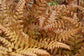 Bronze Venus Fern - Live Plant in a 6 Inch Grower&