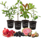 Fruit Medley Variety Pack - 4 Live Plants in 4 Inch Pots - One Each of Pomegranate Tree, Guava Tree, Fig Tree, and Mulberry Tree for Your Edible Garden