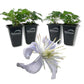 Clematis Heracleifolia - Live Starter Plants in 2 Inch Growers Pots - Starter Plants Ready for The Garden - Rare Clematis for Collectors