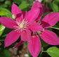 Clematis Acropolis - Live Starter Plants in 2 Inch Growers Pots - Starter Plants Ready for The Garden - Bold and Beautiful Dark Pink Flowering Vine