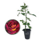 Dark Night Rose Bush - Live Starter Plants in 2 Inch Pots - Beautifully Fragrant Heirloom Rose from Florida - A Versatile Beauty with a Rich Fragrance