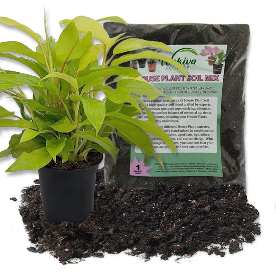 Philodendron Lemon Lime and Soil Mix Combo - Live Plant in a 4 Inch Pot with 1 Quart HousePlant Soil Mix - Philodendron Hederaceum Lemon Lime with Custom Soil Blend