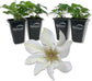 Clematis Kitty - Live Starter Plants in 2 Inch Growers Pots - Starter Plants Ready for The Garden - Rare Clematis for Collectors