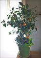 Calamondin Orange Tree - Panana Orange - Calamansi - Live Plants in 1 Gallon Pots - Florida Only - Cannot Ship Out of Florida - Beautiful Fruit Tree for Patio and Garden