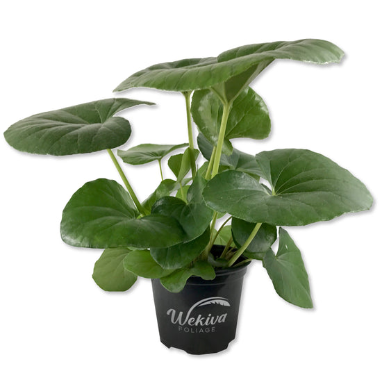 Tractor Seat Plant - Leopard Plant - Live Plant in a 6 Inch Grower&