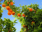 Vernia Orange Tree - Live Plants in 1 Gallon Pots - Florida Only - Cannot Ship Out of Florida - Beautiful Fruit Tree for Patio and Garden