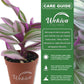 Tradescantia Wandering Jew - Live Plant in a 2 Inch Pot - Tradescantia Albiflora - Rare and Elegant Indoor Houseplant