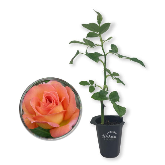 Tahitian Sunset Rose Bush - Live Starter Plants in 2 Inch Pots - Beautifully Fragrant Heirloom Rose from Florida - A Versatile Beauty with a Rich Fragrance