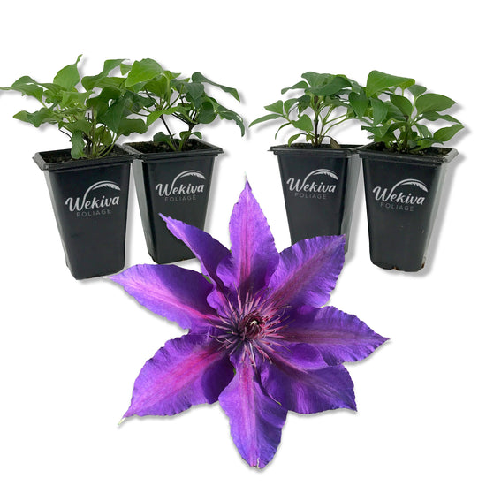 Clematis Edda - Live Starter Plants in 2 Inch Growers Pots - Starter Plants Ready for The Garden - Rare Clematis for Collectors