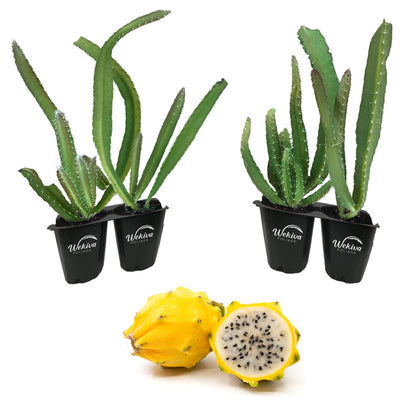 Dragon Fruit Tree - 4 Live Starter Plants - Hylocereous Undatus - Edible Tropical Fruit Plant from Florida