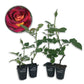 Dark Night Rose Bush - Live Starter Plants in 2 Inch Pots - Beautifully Fragrant Heirloom Rose from Florida - A Versatile Beauty with a Rich Fragrance