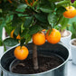 Navel Orange Tree - Live Plant in a 5 Gallon Pot - 2-3 Feet Tall - Florida Only - Cannot Ship Out of Florida - Beautiful Fruit Tree for Patio and Garden