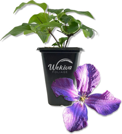 Clematis Polish Spirit - Live Starter Plants in 2 Inch Growers Pots - Starter Plants Ready for The Garden - Rare Clematis for Collectors